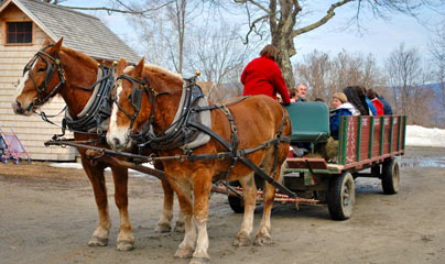 The New Hampshire Maple Experience Horse Sled Ride