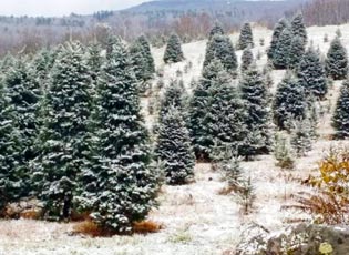 Tree farm