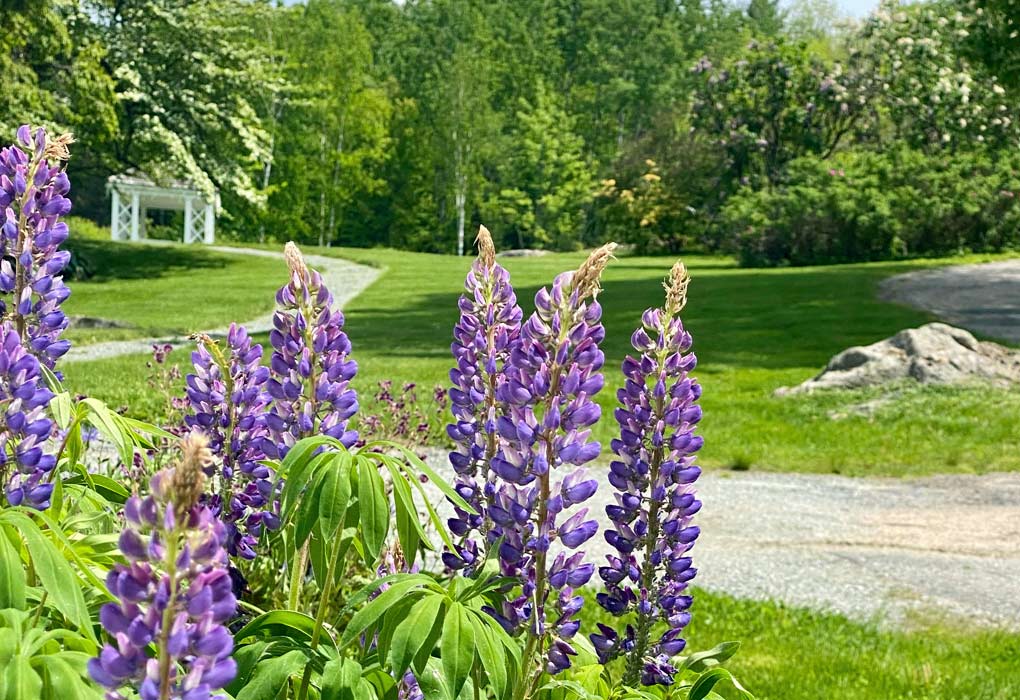 Lupines