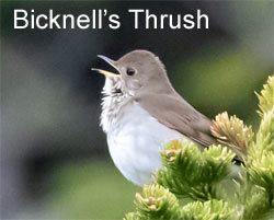 Bicknell's Thrush