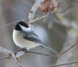 Chickadee