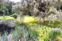 Willow Pond at Adair