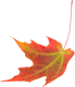 Maple Leaf