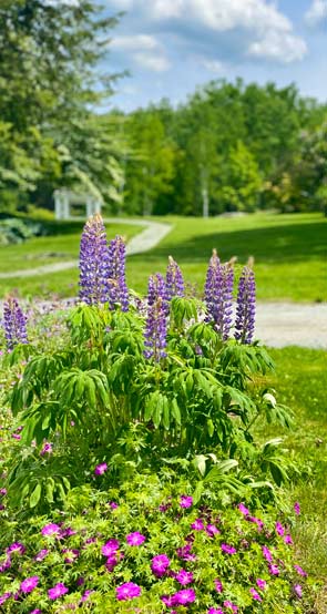 Lupins at Adair Inn